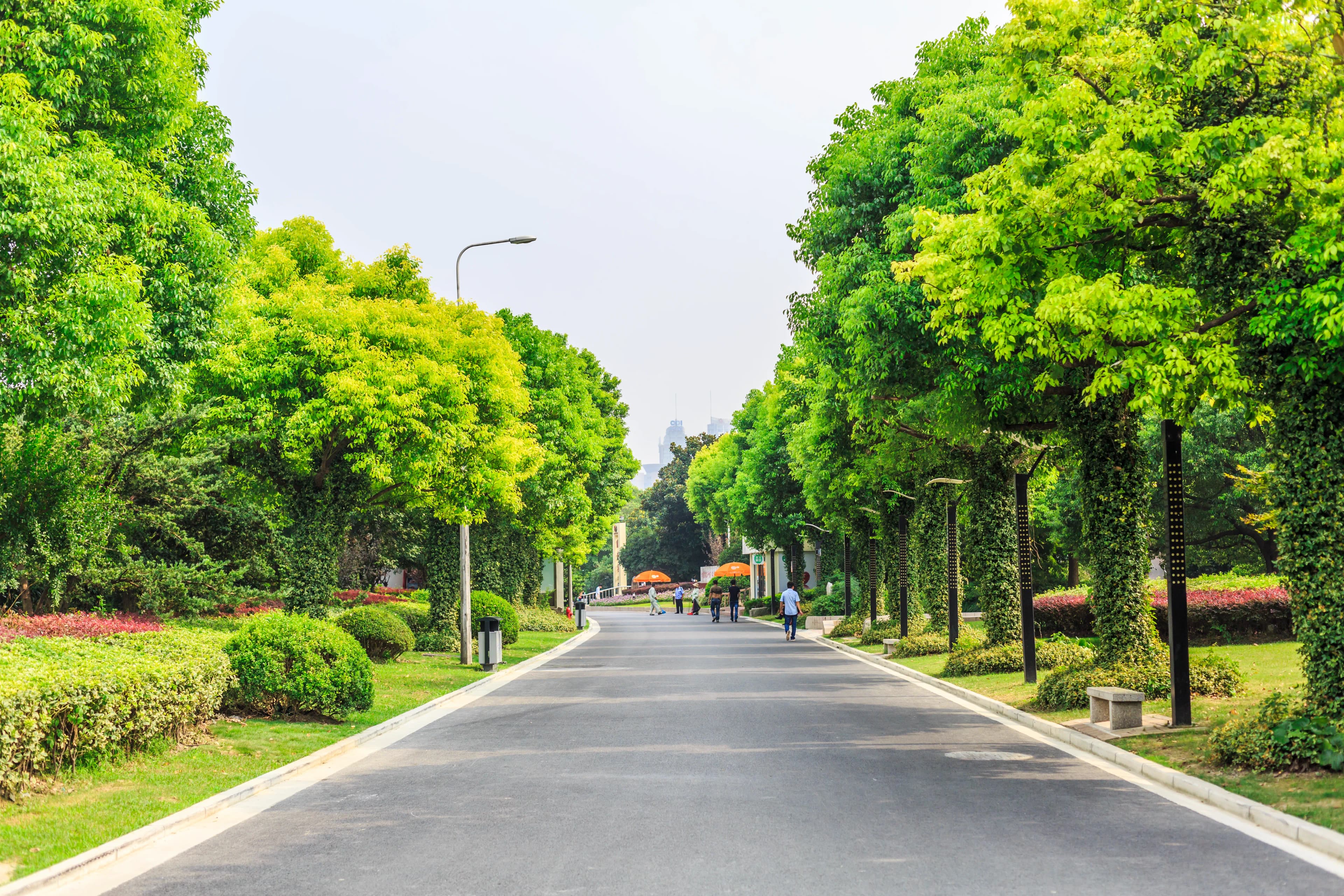 Avenue Plantation
